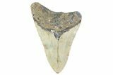Partial, Fossil Megalodon Tooth - North Carolina #373173-1